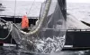 Pesca ilegal de merluza negra